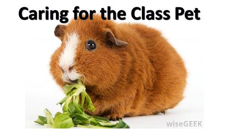 Class Pet! Caring for a pet!. Vocabulary: Cage Cage: a box made of wire or metal bars in which animals are housed.