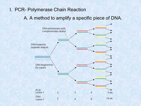 I. PCR- Polymerase Chain Reaction A. A method to amplify a specific piece of DNA. DNA polymerase adds complementary strand DNA heated to separate strands.