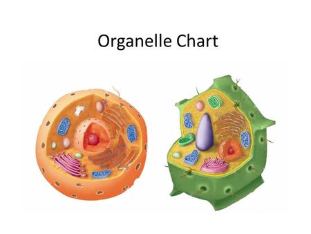 Organelle Chart.