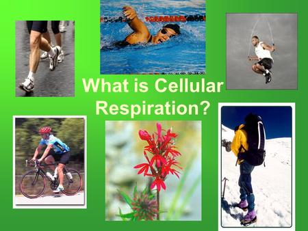 What is Cellular Respiration?. Cellular Respiration Overview Transformation of chemical energy in food into chemical energy cells can use: ATP These reactions.