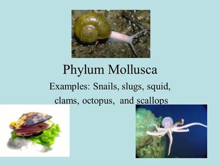 Phylum Mollusca Examples: Snails, slugs, squid, clams, octopus, and scallops.