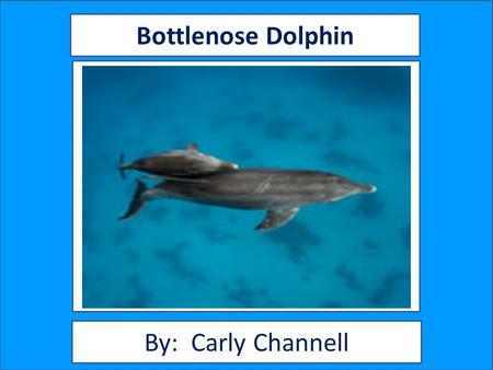 Bottlenose Dolphin By: Carly Channell