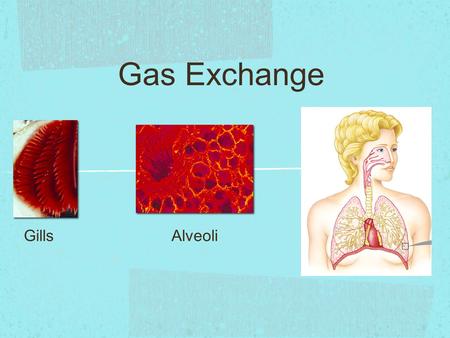 Gas Exchange GillsAlveoli.  Need O 2 (IN)  for cellular respiration  to make ATP  Need CO 2 (OUT)  waste product from cellular respiration Why do.