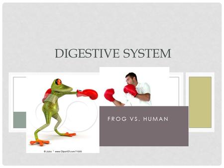 Digestive System Frog vs. Human.