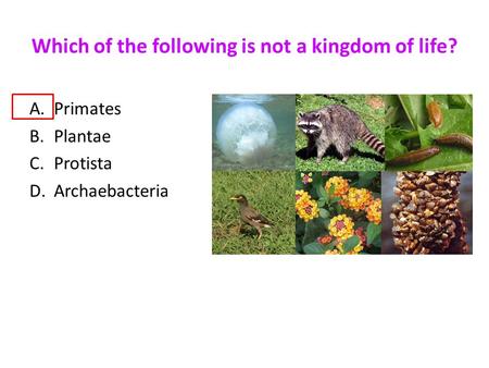 Which of the following is not a kingdom of life?