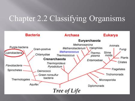 Chapter 2.2 Classifying Organisms. POINT > Define prokaryote and eukaryote POINT > Explain why and how we classify things POINT > Define taxonomy and.