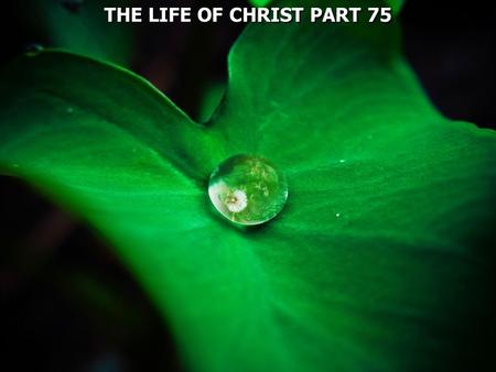 THE LIFE OF CHRIST PART 75. Mark 11:20 Now in the morning, as they passed by, they saw the fig tree dried up from the roots. 21 And Peter, remembering,