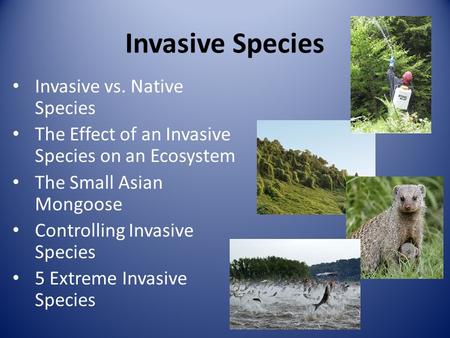 Invasive Species Invasive vs. Native Species
