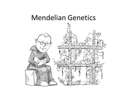 Mendelian Genetics. Gregor Mendel Father of genetics (1880’s) Discovered how traits were inherited Genetics = study of heredity Heredity = the passing.