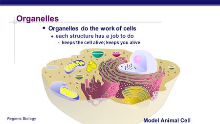 Organelles Organelles do the work of cells
