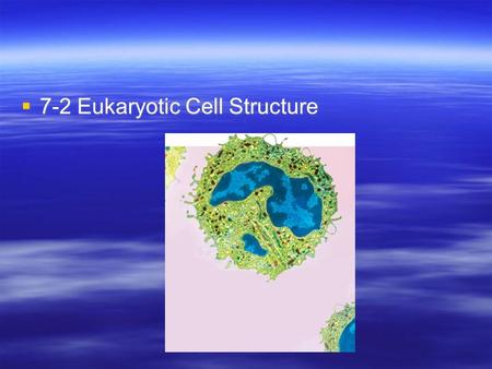  7-2 Eukaryotic Cell Structure. Eukaryotic Cell Structures  Eukaryotic Cell Structures  Structures within a eukaryotic cell that perform important.