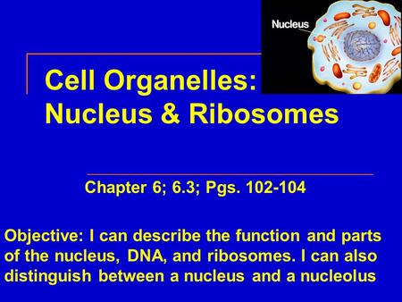 Cell Organelles: Nucleus & Ribosomes