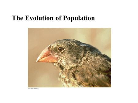 The Evolution of Population. Figure 23.2 1976 (similar to the prior 3 years) 1978 (after drought) Average beak depth (mm) 10 9 8 0 Natural selection acts.