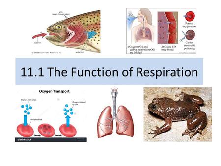11.1 The Function of Respiration. Agenda Lesson 11.1 The Function of Respiration Read p.442-449 Vocabulary Learning Check SG 166 # 1-3, SG 167 #1-3.