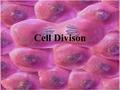 Cell Divison. Cell Division Occurs in all organisms Performs different functions Unicellular organisms reproduce through cell division The cells in multicellular.