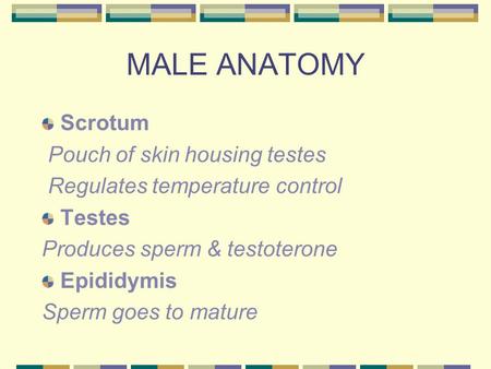 MALE ANATOMY Scrotum Pouch of skin housing testes Regulates temperature control Testes Produces sperm & testoterone Epididymis Sperm goes to mature.