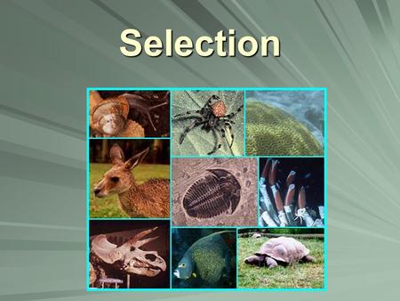Selection. Essential Vocab: Species A group of organisms that can reproduce and have fertile offspring.