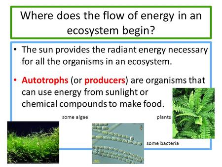 Where does the flow of energy in an ecosystem begin? The sun provides the radiant energy necessary for all the organisms in an ecosystem. Autotrophs (or.