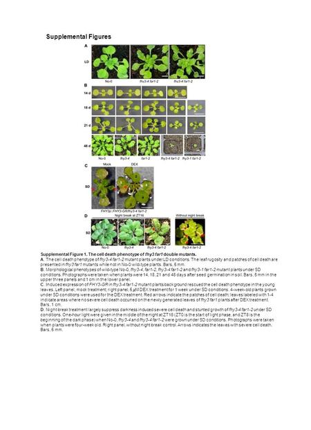 Supplemental Figure 1. The cell death phenotype of fhy3 far1 double mutants. A. The cell death phenotype of fhy3-4 far1-2 mutant plants under LD conditions.