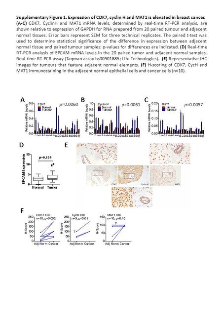Supplementary Figure 1. Expression of CDK7, cyclin H and MAT1 is elevated in breast cancer. (A-C) CDK7, CyclinH and MAT1 mRNA levels, determined by real-time.