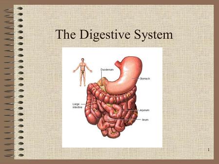 1 The Digestive System. 2 Digestion Digestion allows processing of food to release energy present in the nutrients we eat There are TWO overall types.