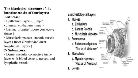 The histological structure of the intestine consist of four layers:-