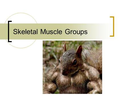 Skeletal Muscle Groups. Muscles of the head and neck Frontal – raises eyebrows Orbicularis oculi – closes eye Orbicularis oris – puckering Zygomaticus.