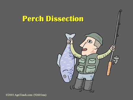 Perch Dissection ©2001 AgriTeach.com (92601ms) Preparation & Examination  Locate major external anatomical parts:  Dorsal Fin  Posterior Dorsal 