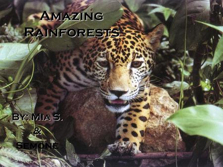Amazing Rainforests By: Mia S. & Semone. ? What is a rainforest? A rainforest is a steamy place that has four different layers. These layers are called.