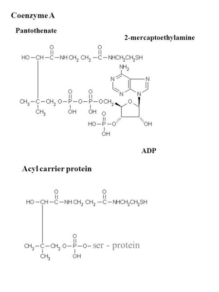 Coenzyme A 2-mercaptoethylamine ADP Pantothenate ser - protein Acyl carrier protein.