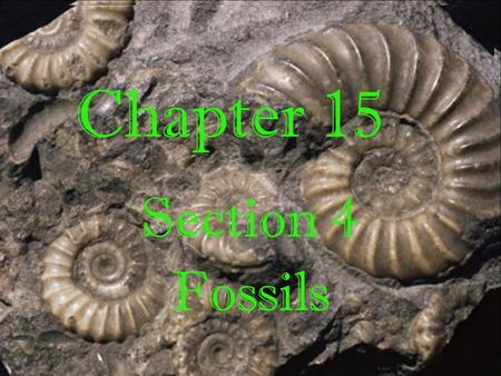 Chapter 15 Section 4 Fossils. Fossil Preservation Five main ways fossils are preserved: o Rocks o Amber o Petrifaction o Asphalt o Ice.