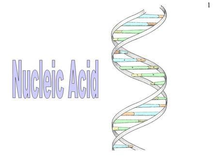 1. NUCLEIC ACIDS: Are biological molecules essential for known forms of life on earth They include DNA and RNA Discovered by Friedrich Miescher in 1869.