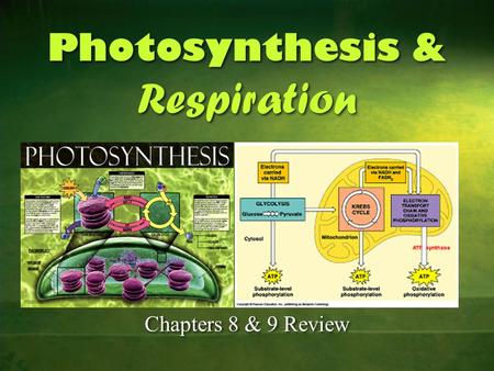 Photosynthesis & Respiration Photosynthesis & Respiration Chapters 8 & 9 Review.