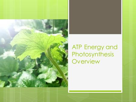 ATP Energy and Photosynthesis Overview. Energy and Life  All cells need ENERGY for life.  Some things we use energy for are:  Moving  Thinking  Sleeping.