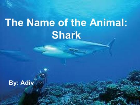 The Name of the Animal: Shark By: Adiv. 1.The shark doesn’t sleep all day or night. 2.The shark is fast, he swims 8 kilometers an hour. 3.The color of.