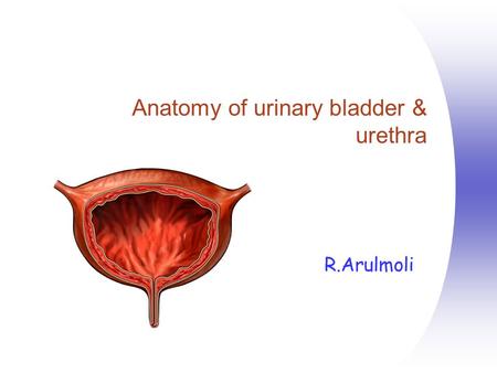 Anatomy of urinary bladder & urethra