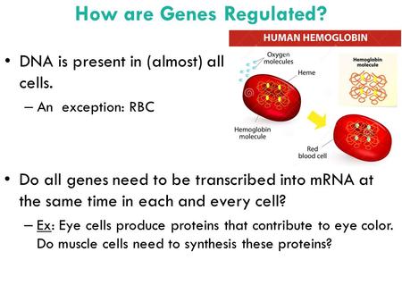 How are Genes Regulated? DNA is present in (almost) all cells. – An exception: RBC Do all genes need to be transcribed into mRNA at the same time in each.