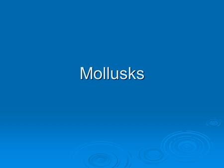 Mollusks. Mollusks  Include the following  Snails, slugs, oysters, clams, scallops, octopi, and squid  Second larges phylum in animal kingdom  More.