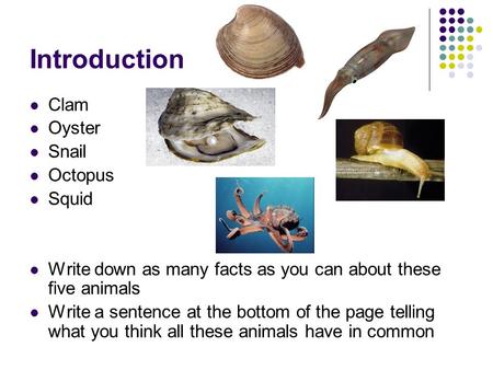 Introduction Clam Oyster Snail Octopus Squid Write down as many facts as you can about these five animals Write a sentence at the bottom of the page telling.