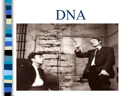 DNA. Searching for Genetic Material n Mendel: modes of heredity in pea plants (1850’s) n Morgan: genes located on chromosomes (early 1900’s) n Griffith: