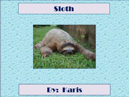 Sloth By: Karis Animal Facts Description A sloth’s colors are grey, brown and slightly green because it is algae growing on its back. A sloth’s height.