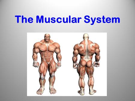 The Muscular System. Did you know that ? -more than 50% of body weight is muscle ! -And muscle is made up of proteins and water.
