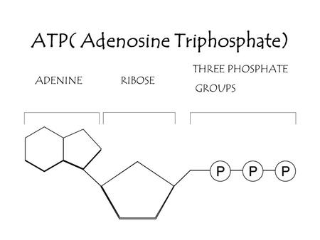 ATP( Adenosine Triphosphate) ADENINERIBOSE THREE PHOSPHATE GROUPS.