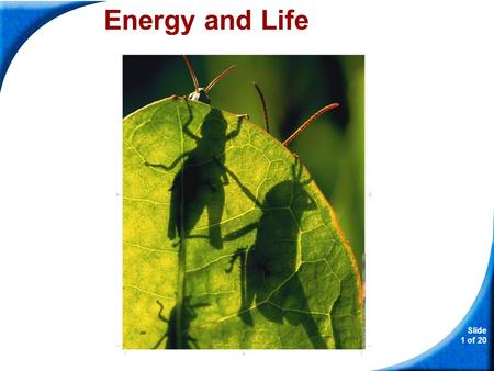 Slide 1 of 20 Copyright Pearson Prentice Hall Energy and Life.