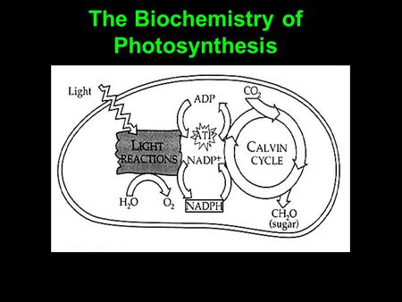 The Biochemistry of Photosynthesis. Adenosine triphosphate Adenosine triphosphate, or ATP, is an important molecule found in all living cells. It readily.