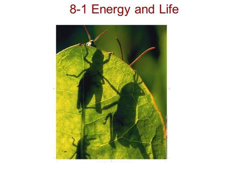 Copyright Pearson Prentice Hall 8-1 Energy and Life.