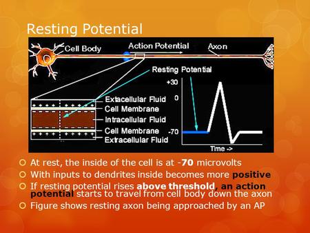 Resting Potential  At rest, the inside of the cell is at -70 microvolts  With inputs to dendrites inside becomes more positive  If resting potential.
