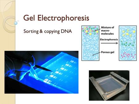 Gel Electrophoresis Sorting & copying DNA Many uses of restriction enzymes … Now that we can cut DNA with restriction enzymes … ◦ We can cut up DNA from.