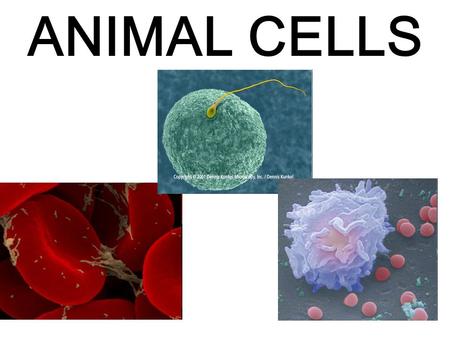 ANIMAL CELLS.
