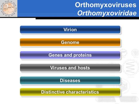 Orthomyxoviruses Orthomyxoviridae